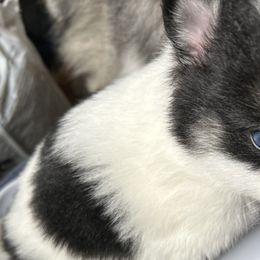 Onyx - White Pomsky puppy in Bronx, New York from DeLeon’s Wolfpack Pomsky’s