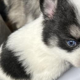 Onyx - White Pomsky puppy in Bronx, New York from DeLeon’s Wolfpack Pomsky’s
