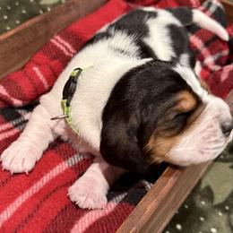 Mr. Green - Black brown and white male Basset Hound puppy in Lagrange, Georgia from Tall Oak Bassets