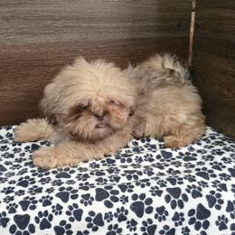 Male 2 - Liver male Shih Tzu puppy in Meadows Of Dan, Virginia from Walt’s Shih Tzus