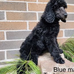 Poodle Puppies from Honeycutt Akc Standard Poodles