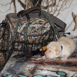 Labrador Retriever Puppies from Copper Creek Outfitters and Kennel