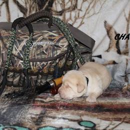 Labrador Retriever Puppies from Copper Creek Outfitters and Kennel