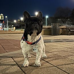 French Bulldog All Grown Up from Javier's French Bulldogs