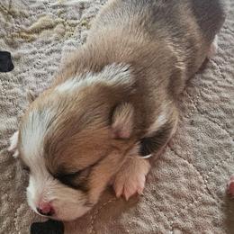 Biscuit - Red male Pembroke Welsh Corgi puppy in Walnut, Iowa from Michelle's House of Corgi's