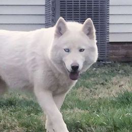 Emma - Siberian Husky