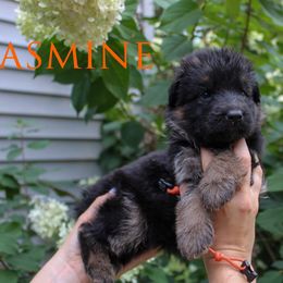 Orange - Black and red female German Shepherd puppy in New York from Spitze German Shepherds