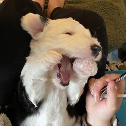 Old English Sheepdog Puppies from Stargazer OES