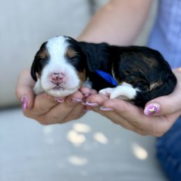 Rigatoni - Tri-color male Bernedoodle puppy in Murray, Utah from Sun Valley Doodles