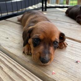 Girl 1 - Red female Dachshund puppy in Staley, North Carolina from Waite's Dachshunds