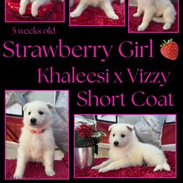 Strawberry Girl - White female German Shepherd puppy in Apache Junction, Arizona from CS Vista Farms