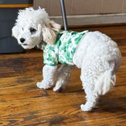 Baxter - Poodle