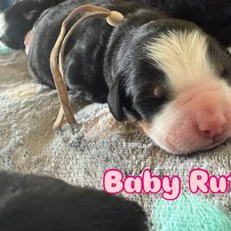 Baby Ruth - Tri-color female Bernese Mountain Dog puppy in Ramona, California from Buendias Ranch Saint Bernards & Bernese Mountain Dogs