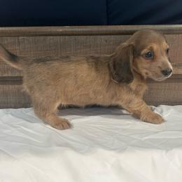 Girl 2 - Sable female Dachshund puppy in Stilwell, Oklahoma from Bidding Creek Dachshunds