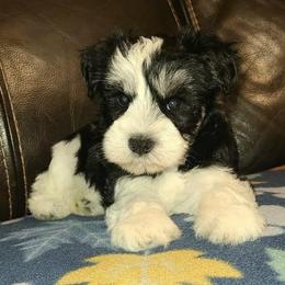Tucker - Parti male Miniature Schnauzer puppy in Graham, Washington from Kristy's French Bulldogs & Mini Schnauzers