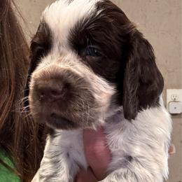 Red Collar Boy - Liver white and roan male English Springer Spaniel puppy in Collins, Georgia from English Springer Spaniels at Lands Lodge