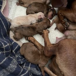 Dachshund Puppies from Melissa Williams