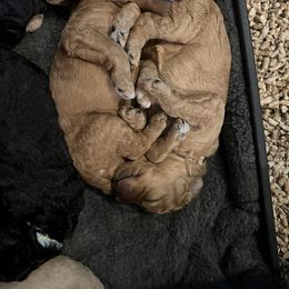 Poodle Puppies from Pawsable Prospects