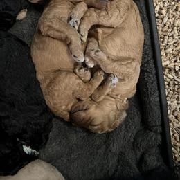 Poodle Puppies from Pawsable Prospects