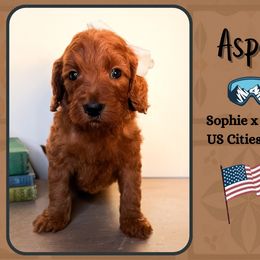 Aspen - Red  female Goldendoodle puppy in Hilton, New York from The House of Goldendoodle