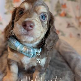 Kane PET ONLY - Chocolate and cream male Dachshund puppy in Livingston Parish, Louisiana from Haloheart Dachshunds