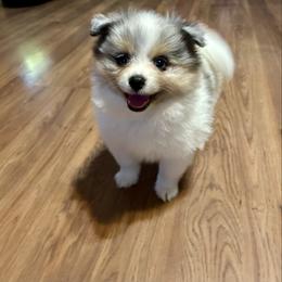 Chunky - Blue merle female Pomeranian puppy in Clinton, Tennessee from Liza’s Aussies & Poms