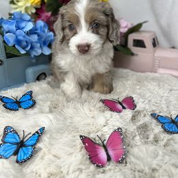Aussiedoodle, Bernedoodle, and Goldendoodle Puppies from Little Golden Farm