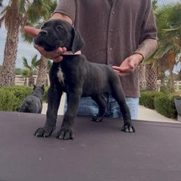 Rosé - Black female Cane Corso puppy in Fontana, California from ThinLine Cane Corso