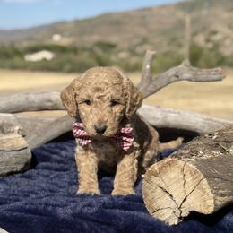 Canyon - Yellow and white male Bernedoodle puppy in Yarnell, Arizona from Boulder Mountain Doodles