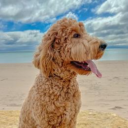 Macy - Goldendoodle