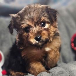 Teacup Boy 3 - Black and tan male Yorkshire Terrier puppy in Thornville, Ohio from My precious yorkies