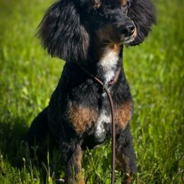 Gauge - Phantom male Poodle puppy in Wheatland, California from Sapphire Ridge Poodles