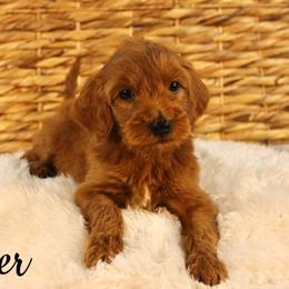 Jager - Red  male Goldendoodle puppy in Casa Grande, Arizona from AzDoodle Dandies