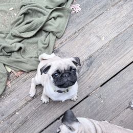 Buffy - Fawn female Pug puppy in Moorefield, West Virginia from Wratchford Farms