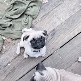 Buffy - Fawn female Pug puppy in Moorefield, West Virginia from Wratchford Farms