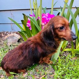 Bug - Dachshund