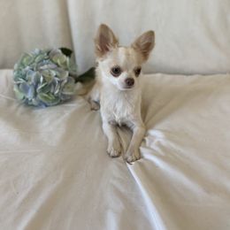 Clyde - Chihuahua