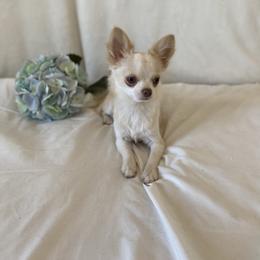 Clyde - Chihuahua