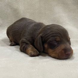 Milo - Chocolate and tan male Dachshund puppy in Hope, Arkansas from JK Kennel