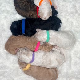 Poodle Puppies from Woofadoodles