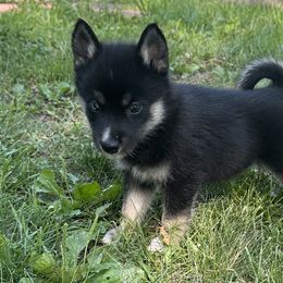 Pomsky Puppies from Creeden Prairie Pomsky’s