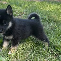 Pomsky Puppies from Creeden Prairie Pomsky’s