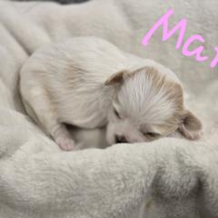Mary - Cream female Shichon puppy in Bradford, Ohio from Ted E. Bear Patch