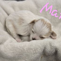 Mary - Cream female Shichon puppy in Bradford, Ohio from Ted E. Bear Patch