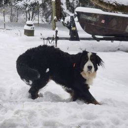 Bernese Mountain Dogs and Yorkshire Terriers from Millys Tales