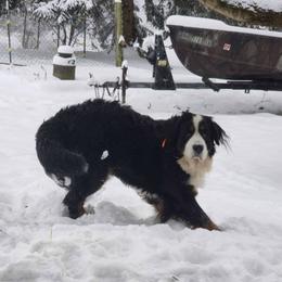 Bernese Mountain Dogs and Yorkshire Terriers from Millys Tales