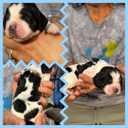 Oak - Black white and tan male English Springer Spaniel puppy in Billings, Montana from M&M Fuzzy Bottom Friends