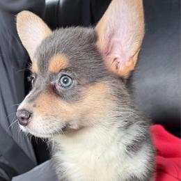 Martha - Gray and white female American Corgi puppy in Grants Pass, Oregon from KnR Antler Dogs