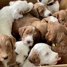 Goldendoodle Puppies from BFF Goldendoodles