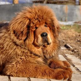 Tibetan Mastiff Puppies from DRAKYI TIBETAN MASTIFFS
